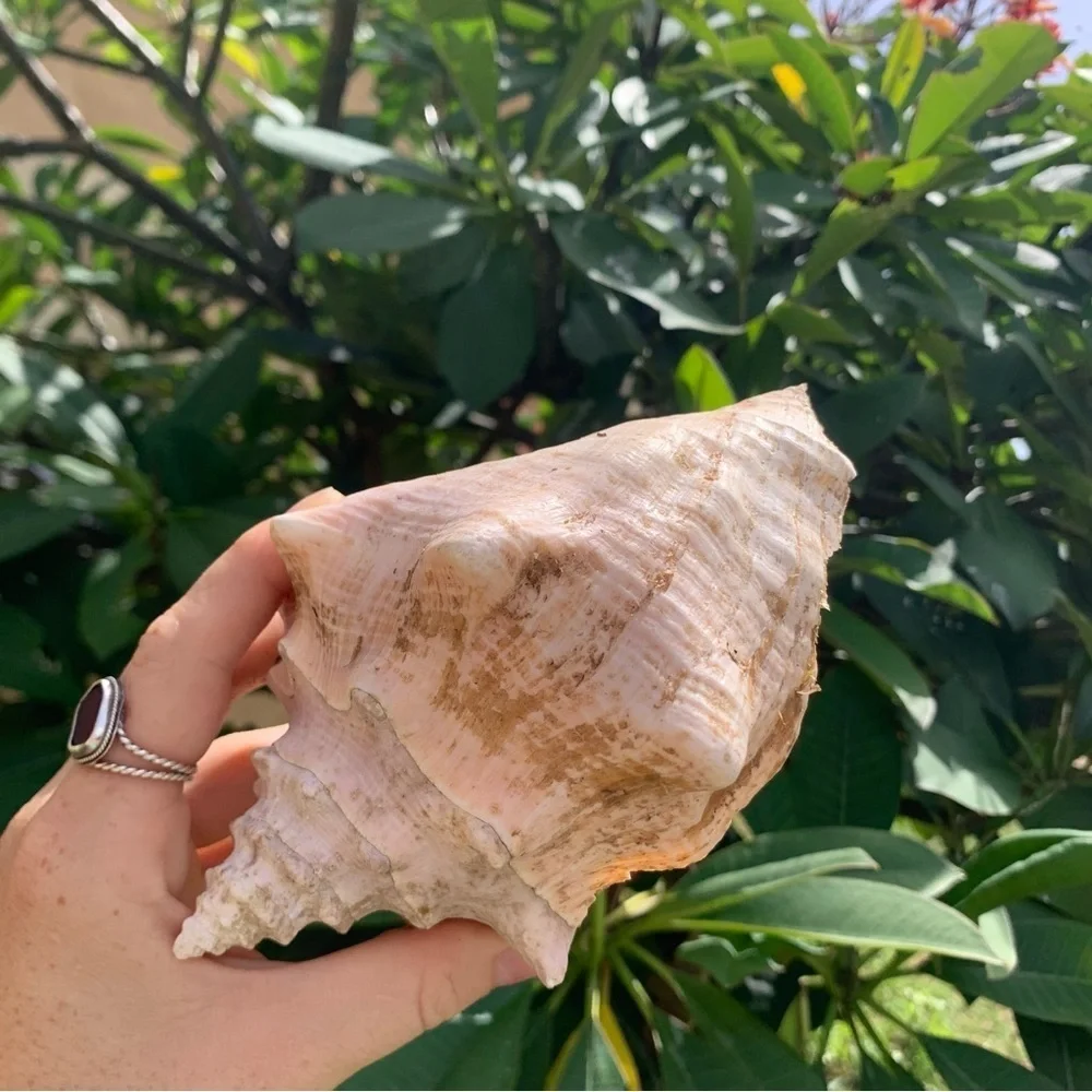 Sea shells from Puerto Rico Caribbean found on the beach